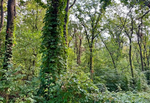 trees in the forest