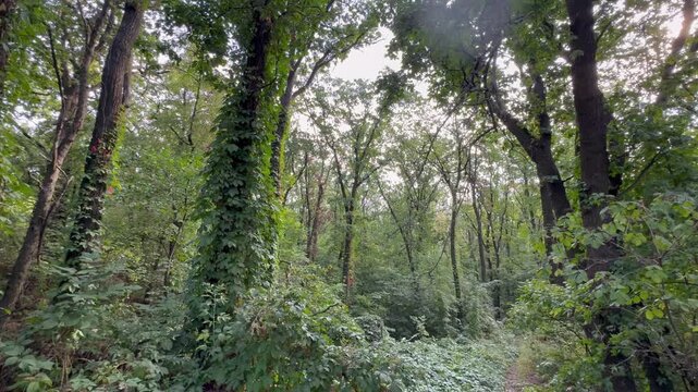 trees in the forest