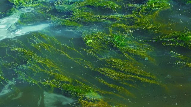 Green algae floating in water surface