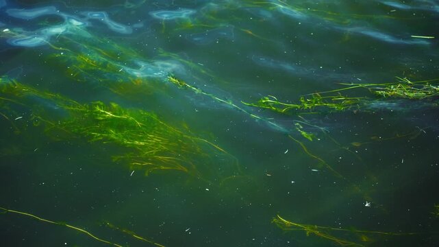 Green algae floating in water surface