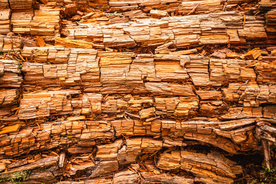 Brown Rot Wood Decay with Cubical Cracking in Maine Forest