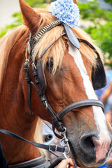 Tête de cheval harnaché, en format portrait, de profil © guitou60