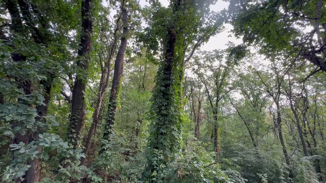 trees in the forest