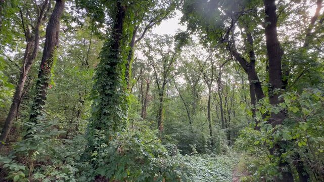 trees in the forest