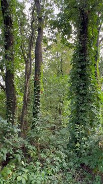 footpath in the woods