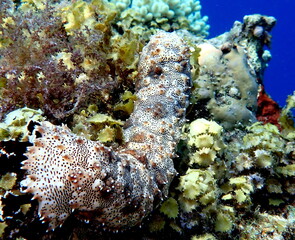 Philippines sea life © Brian