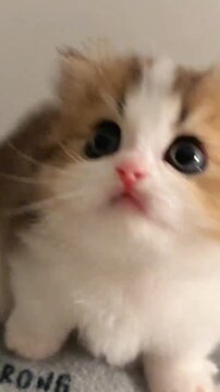 Close-up of a cute calico kitten with mouth open meowing