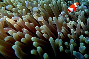 Philippines sea life © Brian
