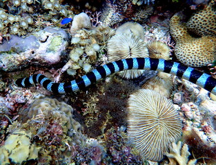 Philippines sea life © Brian