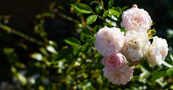 Roses bloom in a garden during daytime