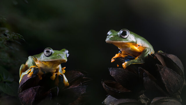 Two Green flying frogs, Rhacophorus reinwardtii, perched on tropical leaves facing each other with colorful webbed feet against a dark natural background