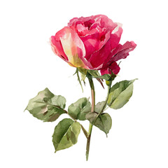 Obraz premium Rose, watercolor vector, isolated on a white background.