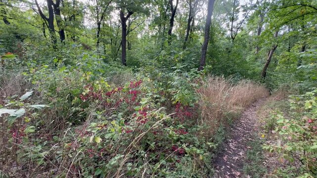 spring in the forest