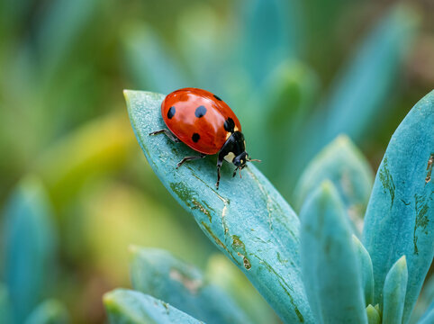 A vibrant red ladybug resting on a succulent green leaf in the garden.