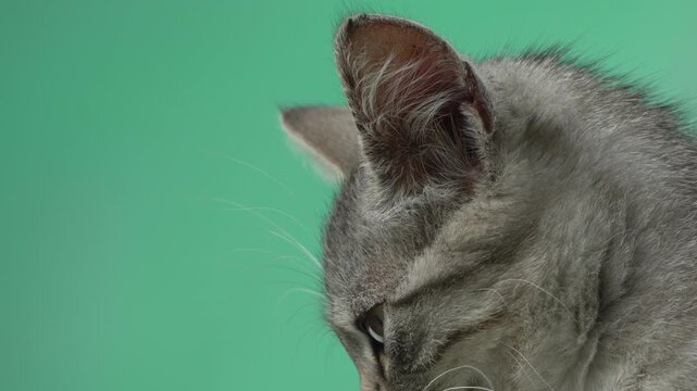 Cat Portrait Green Background Furry Animal