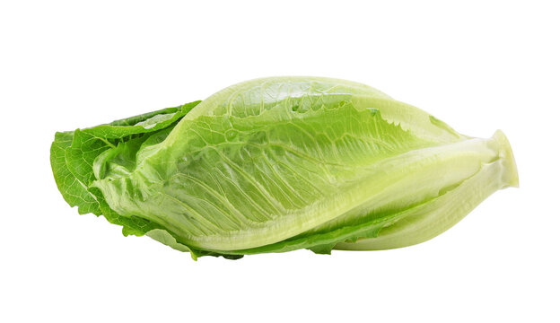 Fresh green cos lettuce isolated on transparent background. PNG