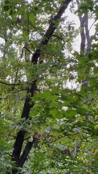 tree in the forest