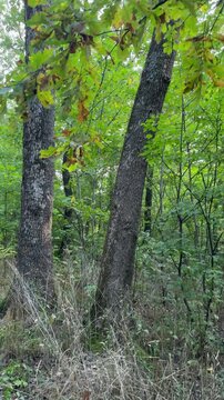 tree in the forest