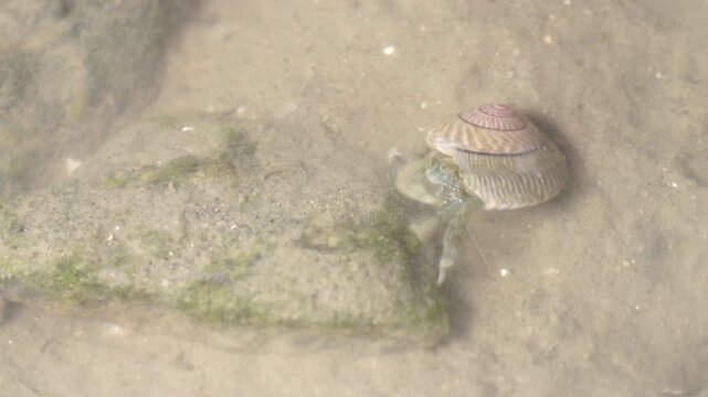 Hermit Crab Shell Crab Tidal Flat Mudflat Marine Life Wildlife Korea 소라게 집게 갯벌소라게 갯벌 갯벌생물 해양생물 야생동물 서해안갯벌 한국
