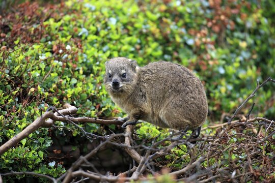 Rock Hyrax (Procavia capensis), young, Betty's Bay, Western Cape, South Africa