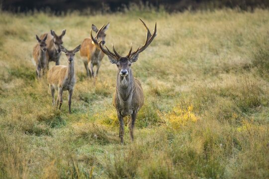 Red deer ( Cervus elaphus) with a pack of bald deer in the rut, Puttbus, Mecklenburg-Vorpommern, Germany