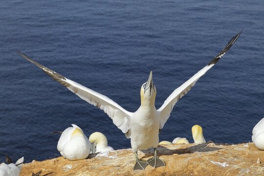 Northern gannet (Morus bassanus) Old bird flapping its wings in anticipation of its mate, Heligoland, Lower Saxony, Germany