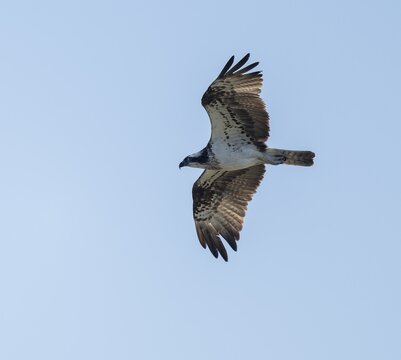 Osprey (Pandion haliaetus) in flight looking for food, blue sky, Lower Saxony, Germany