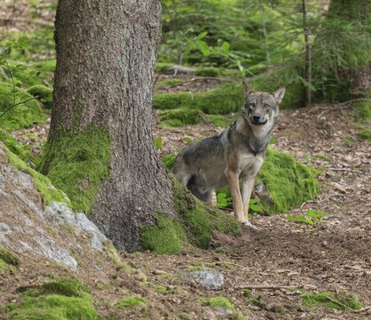 Wolf (Canis lupus) standing in the forest and looking attentively, captive, Germany