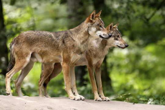 European gray wolf (Canis lupus), adults standing on a hill, captive