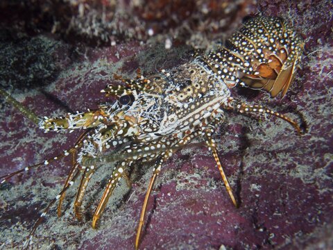 A spiny crayfish with intricate patterns, the spotted spiny crayfish (Panulirus guttatus), moves across a reddish seabed near a rock, at the John Pennekamp Coral Reef State Park dive site, Key Largo, Florida Keys, Florida, USA