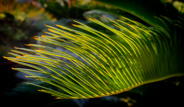 The picture shows the delicate, needle-like leaf segments of a cycad species (such as Cycas revoluta, also known as the sago palm).