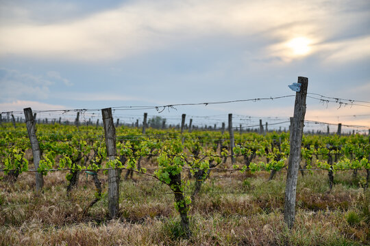 Rows of young grapevines growing on wire trellises in a vineyard near Eger, Hungary at sunset