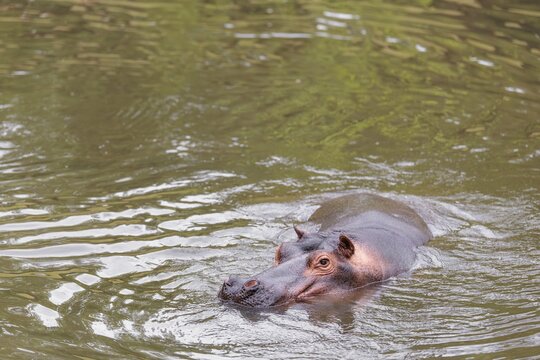 An adult hippopotamus (Hippopotamus amphibius) swimming in a river