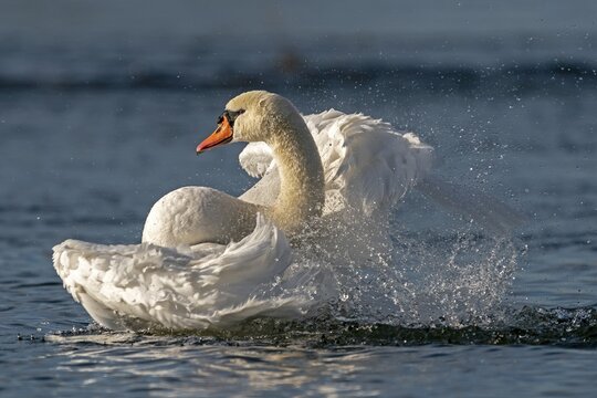 Mute swan (cygnus olor) bathes, with plumage care, Germany