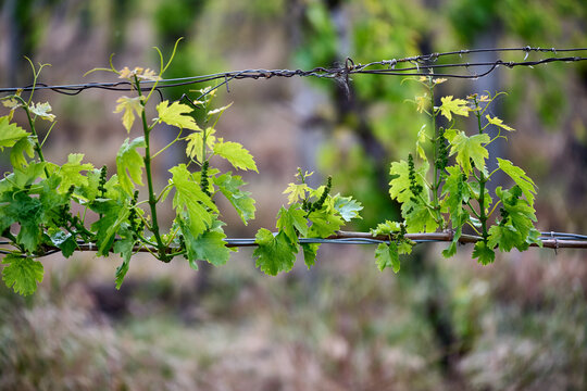 Close-up view of fresh green grapevine leaves and young shoots on trellis wire in a vineyard near Eger, Hungary