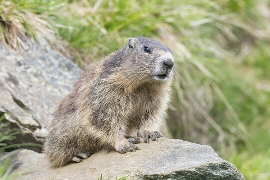 Alpine marmot (Marmota marmota), High Tauern National Park, Carinthia, Austria