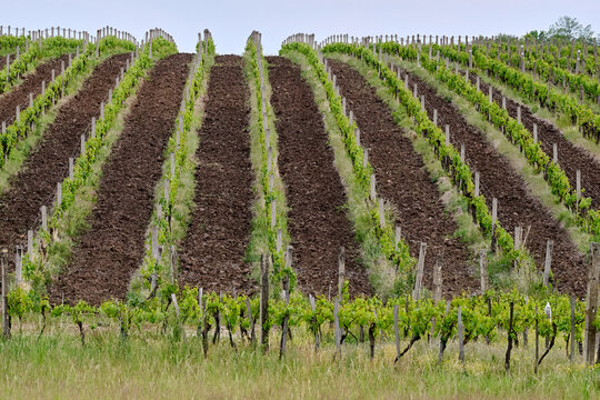 Symmetrical rows of young grapevines and plowed brown soil in a vineyard near Eger, Hungary