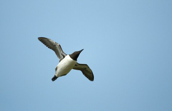 Common guillemot, common murre, Norway, idiot, Uria eel, varanger, alcidae, alkenbirds, birds, flying, flight, lummen, uria, birds