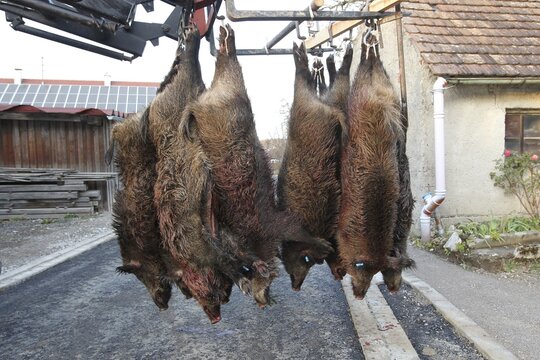 Wild boar (Sus scrofa) killed sows, Allg&auml;u, Bavaria, Germany