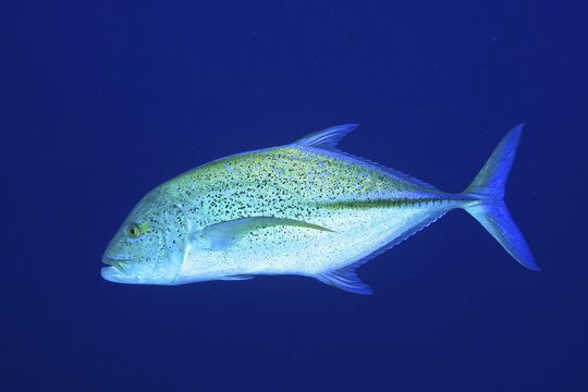 Bluefin trevally (Caranx melampygus) in front of a solid blue background, exempt. Dive site Big Brother, Brother Islands, Egypt, Red Sea