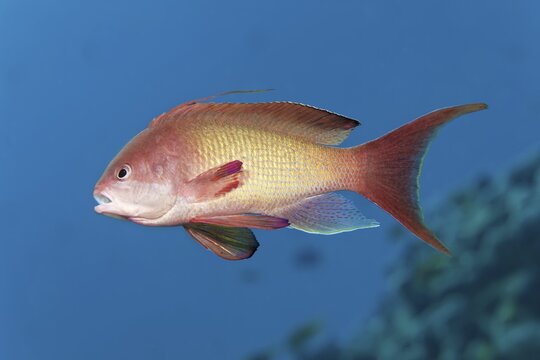 Sea goldie (Pseudanthias squamipinnis), male, Red Sea, Jordan