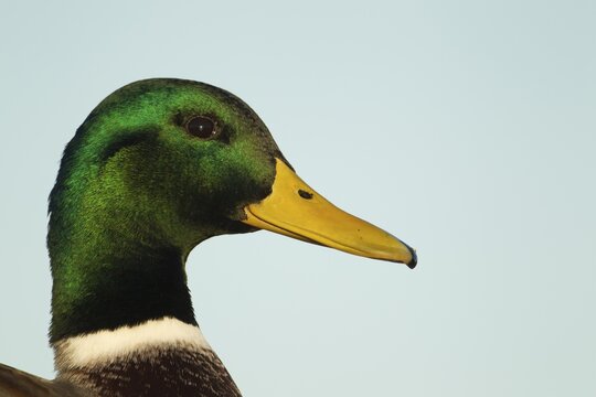 Mallard duck (Anas platyrhynchos) adult male bird head portrait, England, United KIngdom