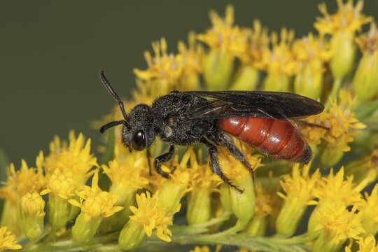 Sweat bee (Sphecodes) on Canada goldenrod (Solidago canadensis), Baden-W&uuml;rttemberg, Germany