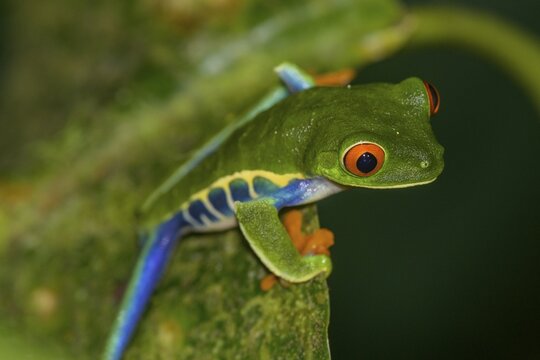 Red-eyed tree frog (Agalychnis callidryas), Arenal Observatory Lodge, Fortuna, Alajuela Province, Costa Rica