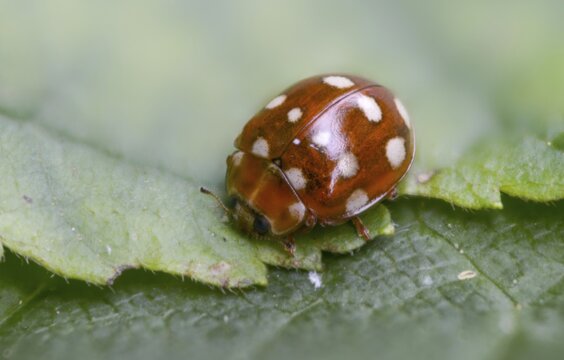Leaf flea ladybird, Calvia 14-guttata, Calvia quatuordecimguttata, cream spot ladybird, fourteen-drop ladybird, beetle, coleoptera, insects, beetles