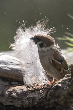 Tree sparrow, Passer Montanus, sparrow, birds, feather, high size, portrait, nest building, passeri, songbirds, sparrow, sparrow, sparrow, sparrow, sparrow, sparrow, birds