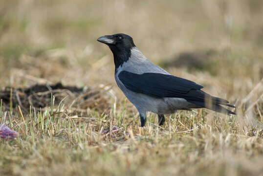 Corvus cornix, hooded crow, birds, corvidae family of birds, passeri, corvids, songbirds, birds