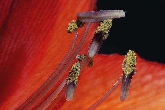 Red amaryllis, flower (Amaryllidaceae) and stamens, macro photo, Baden-W&uuml;rttemberg, Germany
