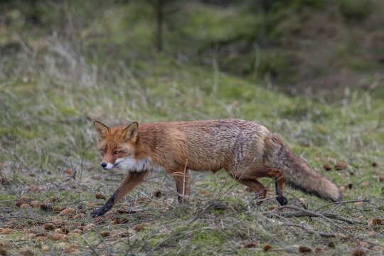 The red fox f&auml;he (Vulpes vulpes) systematically searches for food in its territory and pays attention to every slightest sound, Denmark