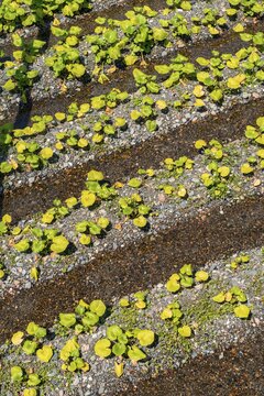 Rows of Wasabi plants in water, Wasabi cultivation, Daio Wasabi Farm, Nagano, Japan